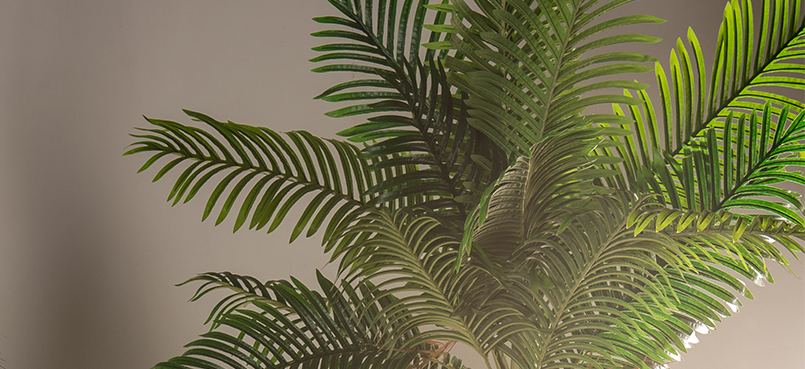 EVASION TROPICALE